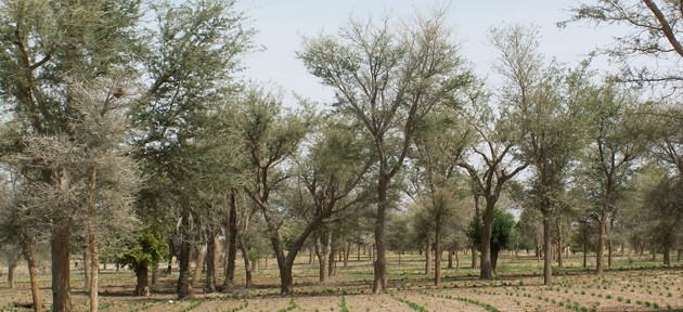 <p>Faidherbia trees improve soil fertility and produce fodder for livestock. Photo credit: Chris Reij</p>
